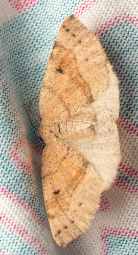 iNaturalist observation photo of Geometer Moths