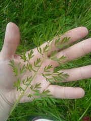 Selinum