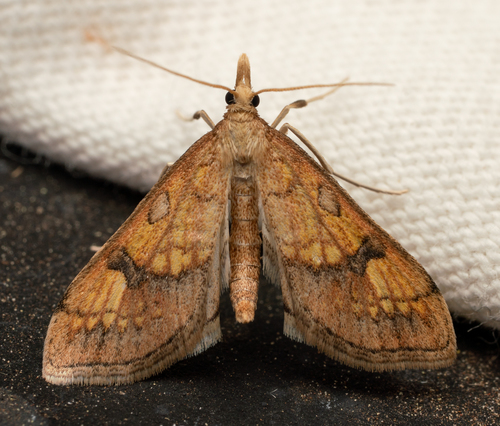 iNaturalist observation photo of Crambid Snout Moths