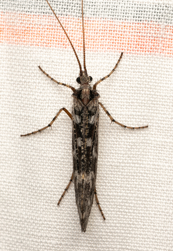 iNaturalist observation photo of Lenarchus