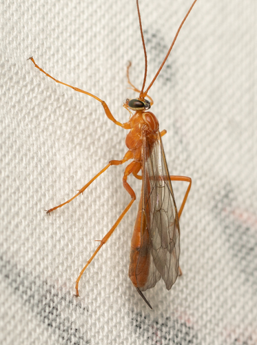 iNaturalist observation photo of Netelia