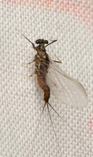 iNaturalist observation photo of Mayflies