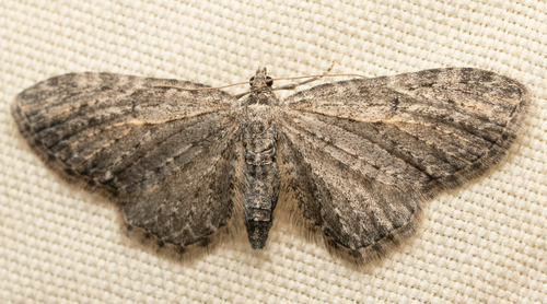 iNaturalist observation photo of Geometer Moths