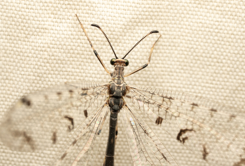 iNaturalist observation photo of Antlions and Owlflies