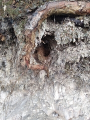 Troglodytes troglodytes