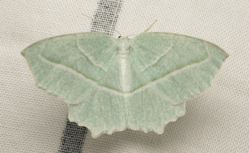 iNaturalist observation photo of Pale Beauty