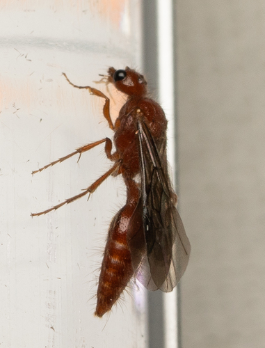 iNaturalist observation photo of Sphaeropthalma parapenalis