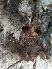 Troglodytes troglodytes