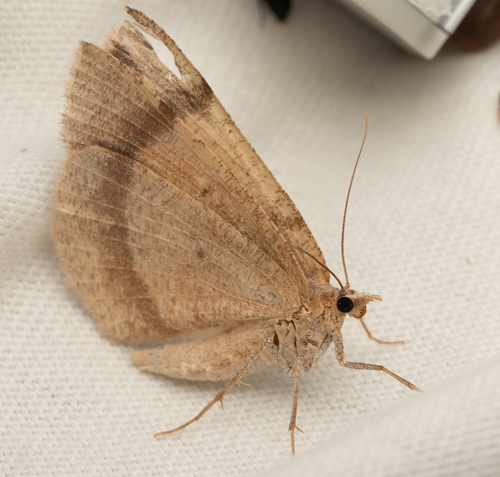 iNaturalist observation photo of Butterflies and Moths