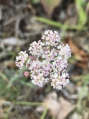 Seseli hippomarathrum
