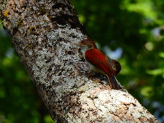 Dryobates callonotus