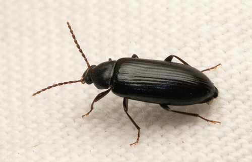 iNaturalist observation photo of Comb-clawed Darkling Beetles