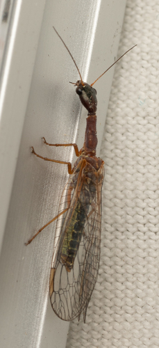 iNaturalist observation photo of Common Snakeflies