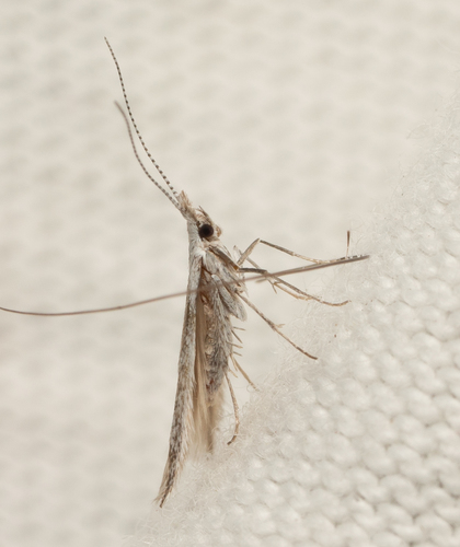 iNaturalist observation photo of Pyralid Snout Moths