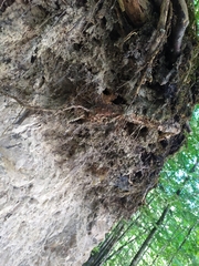 Troglodytes troglodytes