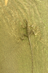 Basiliscus basiliscus barbouri