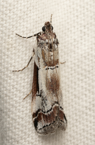 iNaturalist observation photo of Pyralid and Crambid Snout Moths