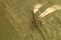 Basiliscus basiliscus barbouri