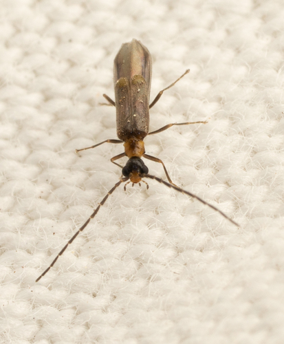 iNaturalist observation photo of Malthodes