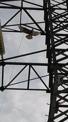 Buteo buteo vulpinus