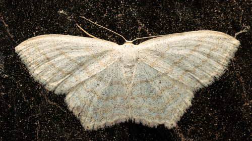 iNaturalist observation photo of Scopula