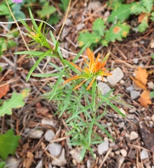 Castilleja wootonii