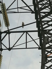 Buteo buteo vulpinus