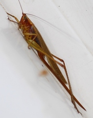 Conocephalus attenuatus