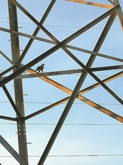 Buteo buteo vulpinus