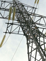 Buteo buteo vulpinus