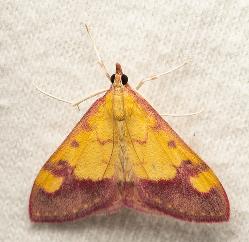 iNaturalist observation photo of Shasta Pyrausta
