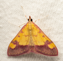 Pyrausta perrubralis