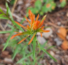Castilleja wootonii