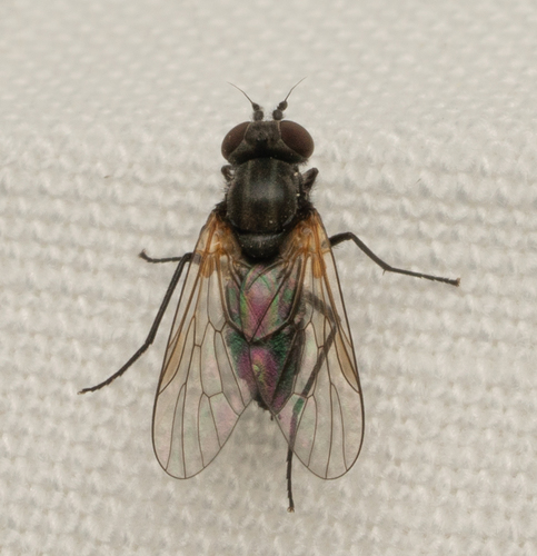 iNaturalist observation photo of Rocky Mountain bite flies