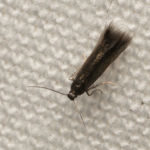 iNaturalist observation photo of Butterflies and Moths