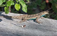 Urosaurus ornatus schmidti