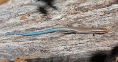 Plestiodon tetragrammus brevilineatus