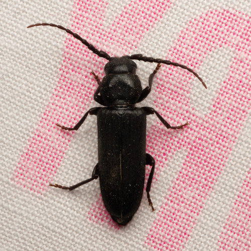 iNaturalist observation photo of Asemum nitidum