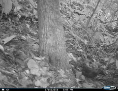 Formicarius moniliger