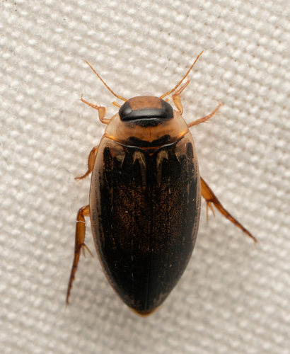 iNaturalist observation photo of Coptotomus longulus