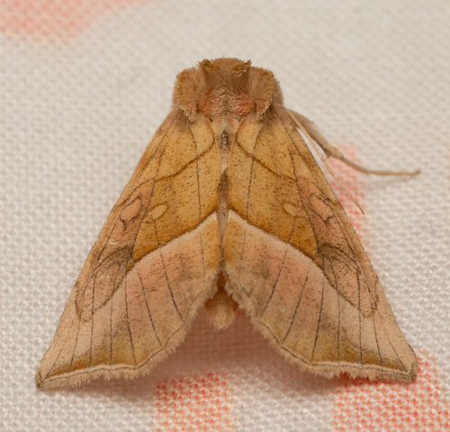 iNaturalist observation photo of Western Unspotted Looper