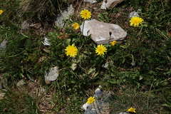 Leontodon caucasicus