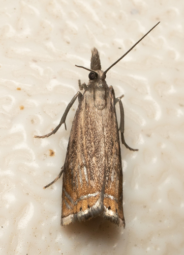iNaturalist observation photo of Crambid Snout Moths