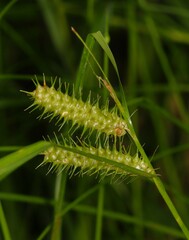 Carex baileyi
