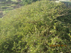 Coprosma propinqua