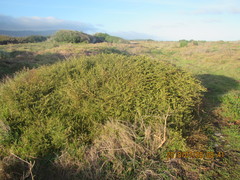 Coprosma propinqua