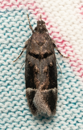 iNaturalist observation photo of Butterflies and Moths