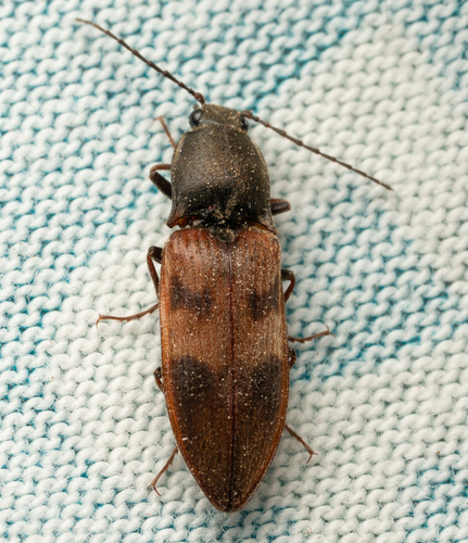iNaturalist observation photo of Stropenron
