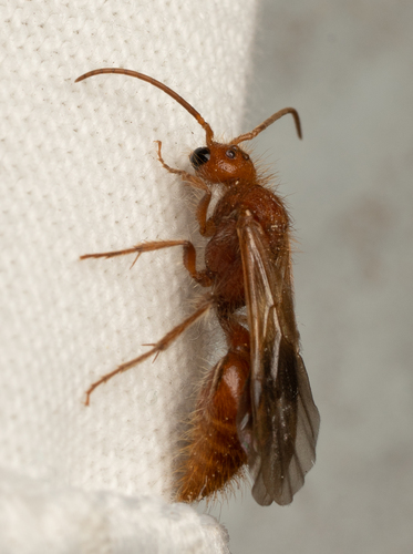 iNaturalist observation photo of Sphaeropthalma unicolor