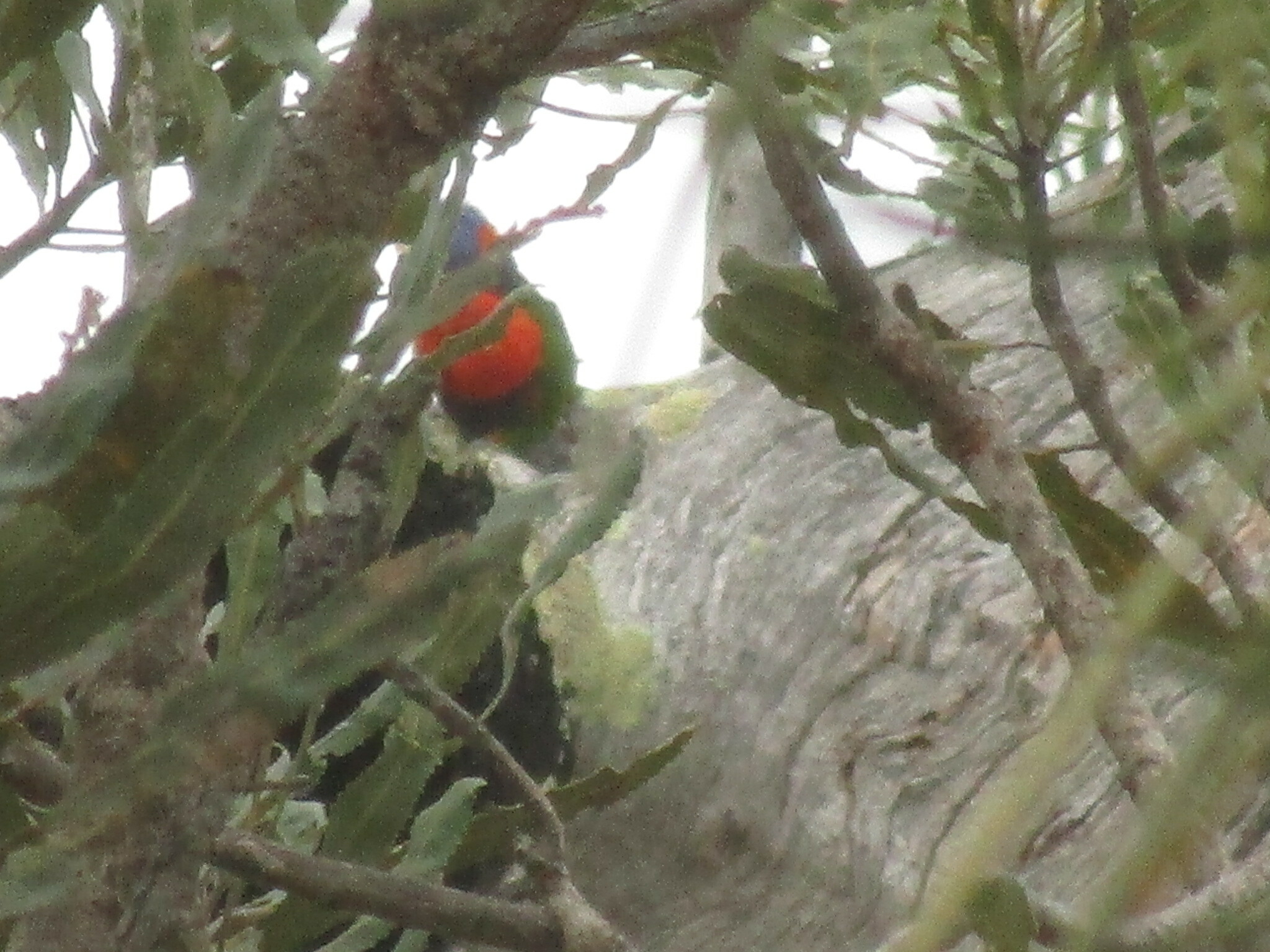 Red-collared Lorikeet illustration